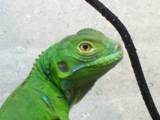 Iggy the Iguana - This is Iggy just hanging around in his tank. He's about 3 months old in this picture.