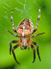 Spider - Some Cool Spider