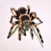 Spider2 - Spider