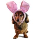 Dachsund - Dachsund with rabbit ears on