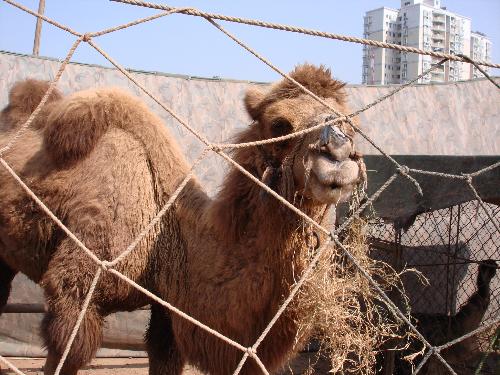 camel - chinese camel from inner mongolia