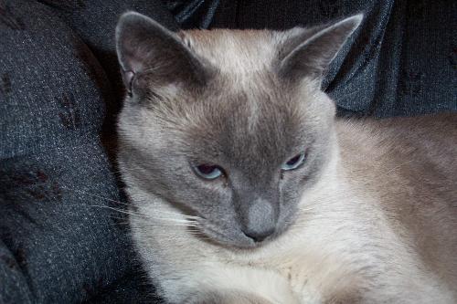 Freaky - Freaky was my siamese cross cat that I had for 5 years. He passed away at Christmas 2007. I miss him.