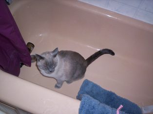 Freaky - Freaky liked to play in the bathtub. He'd regularly go play with the plug chain in there or get water from the dripping tap. Smart cat fresh water all the time!