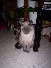 Freaky - again - He liked bags too! I was smart and only left paper ones out for him to play in though.