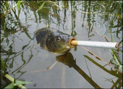 this fish smokes - this fish gets a puff before he gets underwater again.