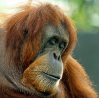 Orang Hutan. - mean, the people of the forest.. i taken this from my own blog : http://pojokblogkita.blogspot.com/