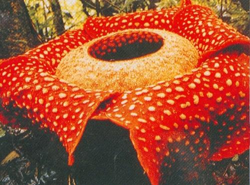 Rafflesia Arnoldi - This is the largest flower in the world..beautiful but very reeks. check it out in my own blog : http://pojokblogkita.blogspot.com