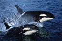 Dolphins - I love dolphins... they make so interesting voices and do lots of amazing things