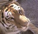 Tiger - I am afraid of tiger...but really he is next to lion