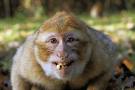 Monkey - Is he teasing us or making fun ...whatever he is doing..he is looking so cute