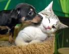 Dog And Cat - Dog and Cat ...what a pair...dog is adoring the cat...I love it