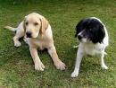 Dogs  - Dogs are in search of something...i think bone