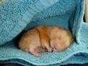 Mouse - So sweet...how he is sleeping.. I love it