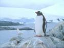 Penguin - Penguin...they live in so cold region