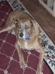 Dog - How he is looking???