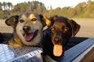 Dogs - Are these two friends???