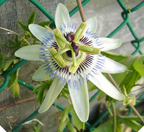 Passionflower - I got home from work and discovered that I have my first flower has opened - A beautiful passionflower! I started my garden in about april this year and have been waiting patiently for something to flower. A couple of the flowers I do have in my garden were bought with flowers, but this is my first from what I have grown myself. I am so excited, I think I may get another 6 passionflowers this year I am sooooo chuffed and excited. I will add my others as soon as they open. (sunflowers and fuschias, forget-me-nots, poppys and blue daisies. oooo its exciting. :0)