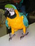 Blue and Gold Macaw - Adult blue and gold macaw posing for photo