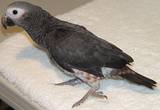 Timneh African Grey - Timneh african grey posing for photo