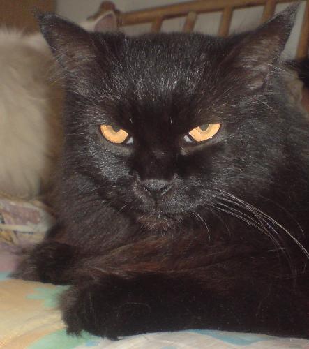 Smokey the Black Cat - See how handsome he is??