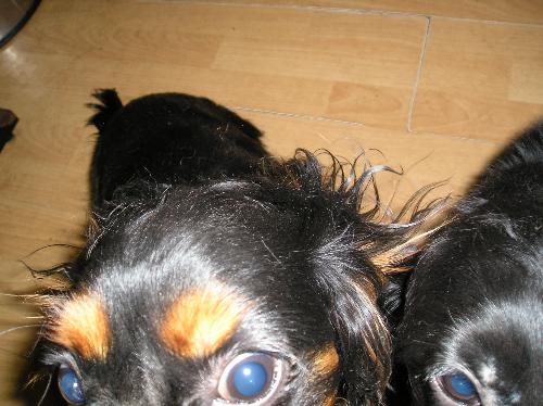 Two very curious puppies! - My two dogs, one with a pedigree and the other without pedigree.
They are a cavalier king charles spaniel and the other a cocker spaniel.