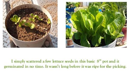 Lettuce Seedlings and Ready for Picking - This lettuce was so simple to grow. I simply tossed a few seeds on top of a regular 8' pot of soil and within days had seedlings and not too long after it was ready to eat.