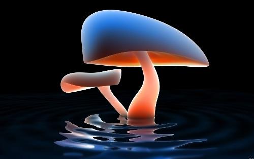 Mushroom lake - A lake named as Mushroom lake