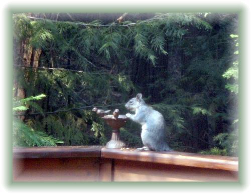Little Critter - My daily visitor