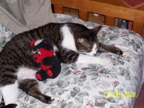 my kitty snoozing - my kitty cat snoozing