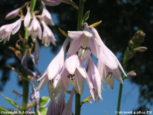 Purple Passion - The flowers on my Hosta's. Purple Passion - The flowers on my Hosta's.