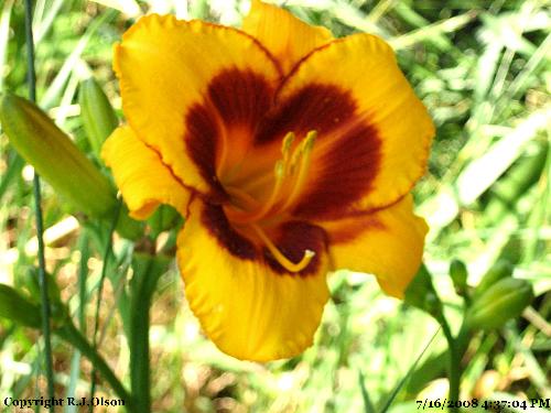 Day Lily - This is a day lily. A perrenial in Minnesota. Day Lily - This is a day lily. A perrenial in Minnesota.