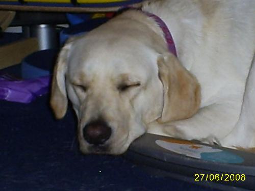 my dog jade - my beautiful little puppy well not exactly a puppy she is 1