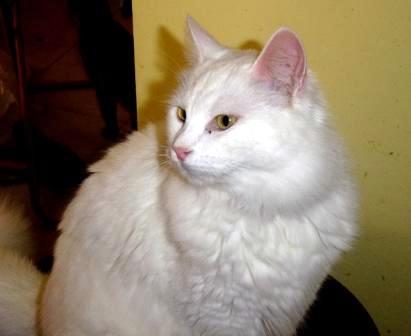 Ethel - This is my cat Ethel. I took her and her brother Fred from a feral litter the day after they ate their first bite of food. They became tame in no time at all. Her brother, Fred, was adopted to a nice young man in Tel Aviv.  They were named after Ethel and Fred Mertz on I Love Lucy.