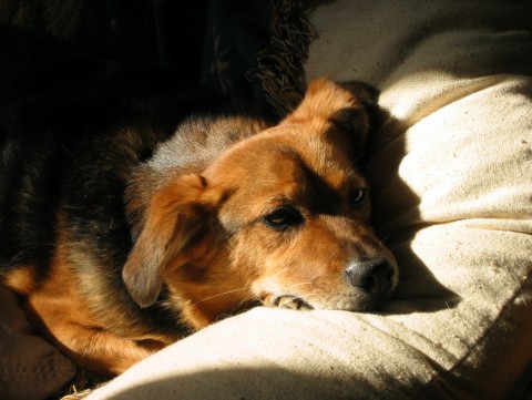 Ditka in the Sun - My dog, several years ago, when he still had his health.