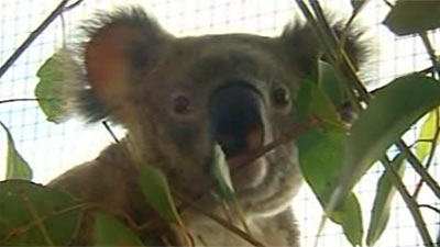 Lucky the koala - Lucky, the most unluckiest koala