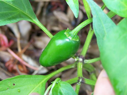My jalapenos - They are doing WELL