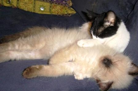 two cats - These are pictures of squeakers and Bonbon, two of my 10 cats. Squeakers in named for her voice. She is asthmatic and makes funny noises. Bonbon is now full grown and much darker. Siamese & Seal Point colored cats are born white with just a touch of coloring on their ears and as they age their color comes out.   These two cats were best friends when they were young. They are no longer best friends, but they happily coexist in the same house.