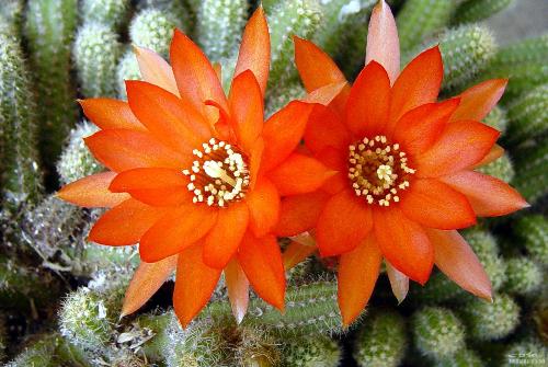 cactus - abloom cactus