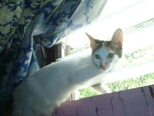 cat in the window - i really don't know why cats loves to sit near the window. maybe they are wondering what's outside. maybe they want to play with the birds or with the children outside. but they are really good in guarding the house and kill rats, cockroach, house spider etc.
