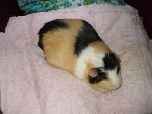 Sqweeky 2007 - This was taken last year. Sqweeky is the first guinea I have that has been hardy enough to take my care without dying. His predecessors were not so lucky. He is now about 5 years old. My biggest complaint about him is that he sheds terribly and that I can't seem to potty train him. I have checked pet manuals and none had any good suggestions for dealing with the problem. I would like let him run around the house but not if he is going to pee and poop on my carpet. Any suggestions out there?