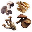The Mushroom - Some so yummy and some so deadly