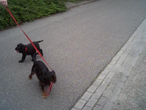 Shiva en Boike - My cavalier king charles spaniel (black and tan) is called shiva and the black english cocker spaniel is called Boike.