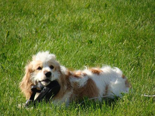 Milo and mom's shoe. - This is a picture of my cocker spaniel puppy when he was 7 months old.