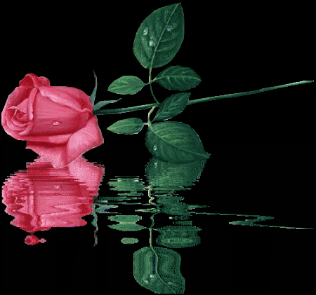 rose - rose