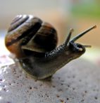 Snail - Need three days as far as human walk in an hour