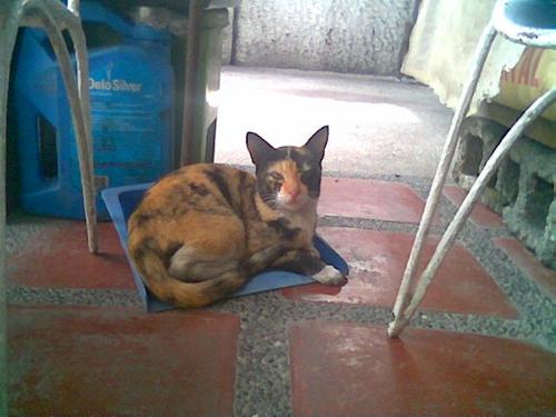 LOL, of all places to stay. One of our cats prefer - The dust pan is clean though. We don't use that. But still. :D