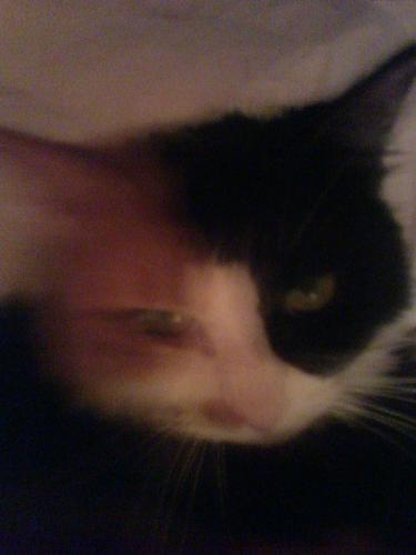 Mysticat - My husbad's Calico kitty Mystiat (Mysti for short)
