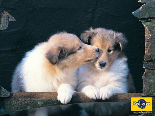 lovely dog - I love animals,especially like dog.In my mind,they are honest,intelligent,cute and so on.
