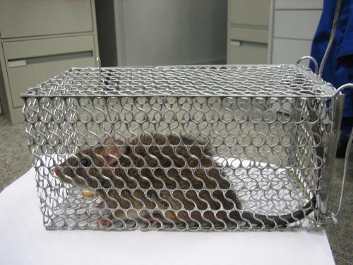 rat cage wow