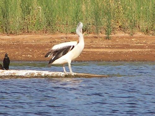 pelican - pelican